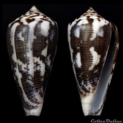 Pionoconus cf. magus 1