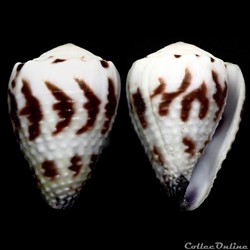 Harmoniconus sponsalis (Hwass in Bruguière, 1792)