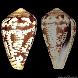 Lautoconus (Varioconus) aemulus (Reeve, 1843)