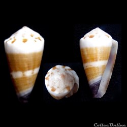 Lividoconus (Calamiconus) muriculatus (Sowerby I & II, 1833)