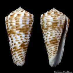 Asprella sulcocastanea (Kosuge, 1981)