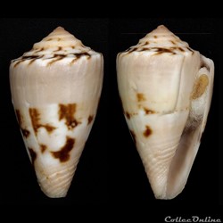 Dauciconus (Purpuriconus) brasiliensis (Clench, 1942)