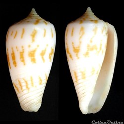 Phasmoconus (Phasmoconus) balabacensis (Filmer,2012)