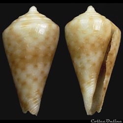 Profundiconus zardoyai, Tenorio, 2015