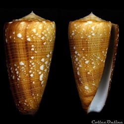 Eugeniconus victor victor (Broderip, 1842)