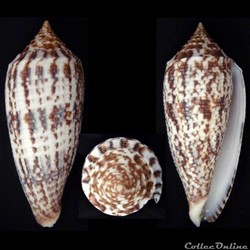 Phasmoconus (Phasmoconus) australis (Holten, 1802)