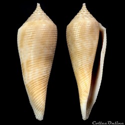 Fusiconus (Fusiconus) vimineus (Reeve, 1849)