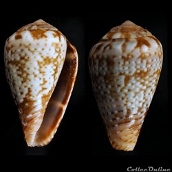 Lautoconus (Varioconus) aemulus (Reeve, 1843)