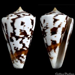 Kioconus malacanus (Hwass in Bruguière, 1792)