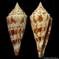 Fusiconus (Bathyconus) comatosus (Pilsbry, 1904)