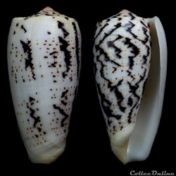 Pionoconus magus (Linnaeus, 1758)