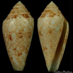 Cylindrus nodulosus (Sowerby II, 1864)