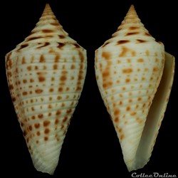 Dauciconus (Dauciconus) garciae (da Motta, 1982)