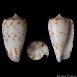 Sciteconus bairstowi (Sowerby III, 1889)