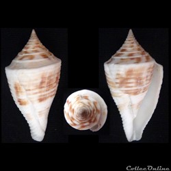 Conasprella pagoda (Kiener, 1845)
