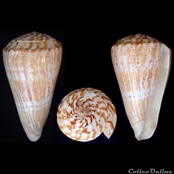 Kalloconus (Kalloconus) pulcher (Lighfoot, 1786)
