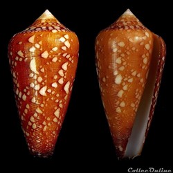 Darioconus crocatus (Lamarck, 1810)