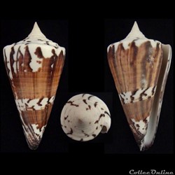 Strategoconus (Strategoconus) generalis (Linnaeus, 1767)