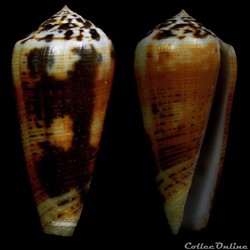 Pionoconus cf. circae Dillwyn, 1817