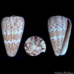 Dendroconus medoci (Lorenz, 2004)