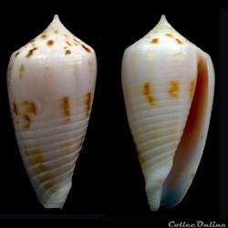 Phasmoconus (Phasmoconus) zandbergeni (Filmer & Moolenbeek, 2010)