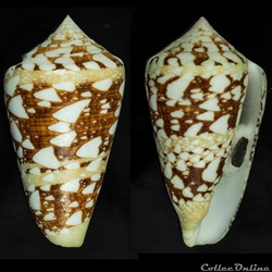 Cylindrus ammiralis (Linnaeus, 1758)