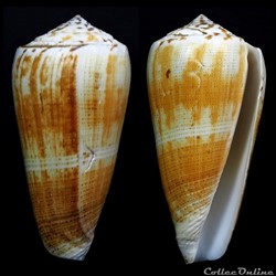 Pionoconus magus (Linnaeus, 1758)