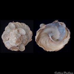 Xenophora pallidula (Reeve, 1842)
