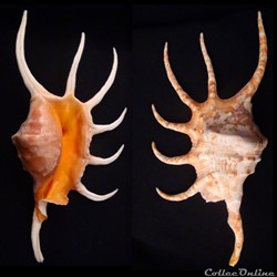 Lambis crocata pilsbryi (Abbott , 1961)