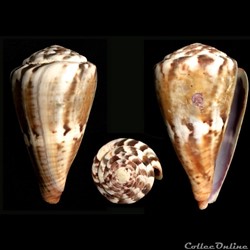 Rhizoconus vexillum (Gmelin, 1791)