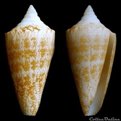 Tenorioconus harlandi (Petuch, 1987)