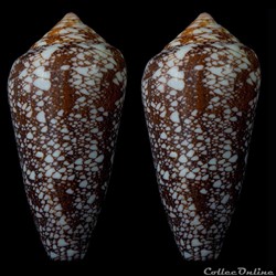 Darioconus pennaceus  quasimagnificus (da Motta, 1982)