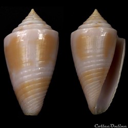 Ximeniconus (Jaspidiconus) cf. verrucosus
