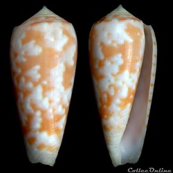 Textilia (Textilia) timorensis (Hwass, 1792)
