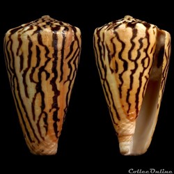 Ductoconus (Ductoconus) princeps (Linnaeus, 1758)