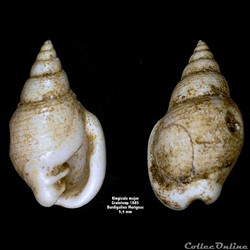 Ringicula major, Grateloup 1885