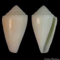 Dauciconus (Dauciconus)  flavescens (Sowerby I, 1834)