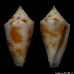 Ximeniconus (Coltroconus) iansa (Petuch, 1979)