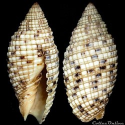 Neocancilla papilio (Link, 1807)