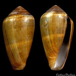 Lautoconus (Lautoconus) guanche (Lauer, 1993)