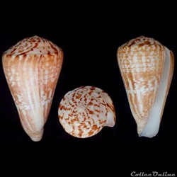 Kalloconus (Kalloconus) pulcher (Lighfoot, 1786)