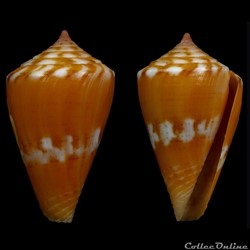 Dauciconus (Purpuriconus) mariaodeteae (Petuch & Myers, 2014)
