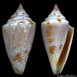 Ximeniconus (Jaspidiconus) stearnsii (Conrad, 1869)