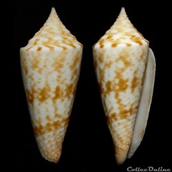 Fumiconus dictator Melvill, 1898