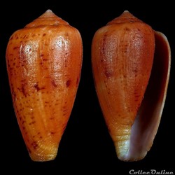 Floraconus (Ketyconus) tinianus (Hwass in Bruguière, 1792)