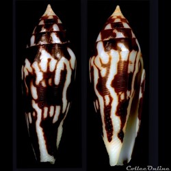 Mitraconus cylindraceus (Broderip & Sowerby I, 1830)