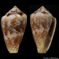 Lautoconus (Lautoconus) echinophilus (Petuch, 1975)