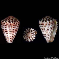 Virroconus (Miliariconus) taeniatus (Hwass, 1792)