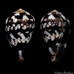 Lautoconus (Varioconus) albuquerquei (Trovao, 1978)