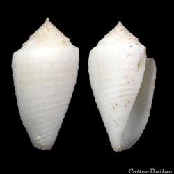 Ximeniconus (Jaspidiconus) nodiferus (Kiener,1845)